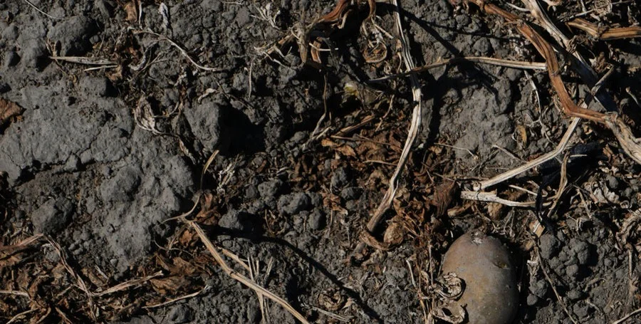Farmers inspecting damaged crops