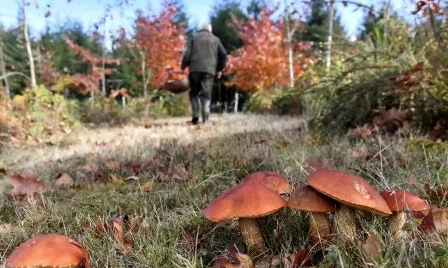 Wild mushrooms in forest